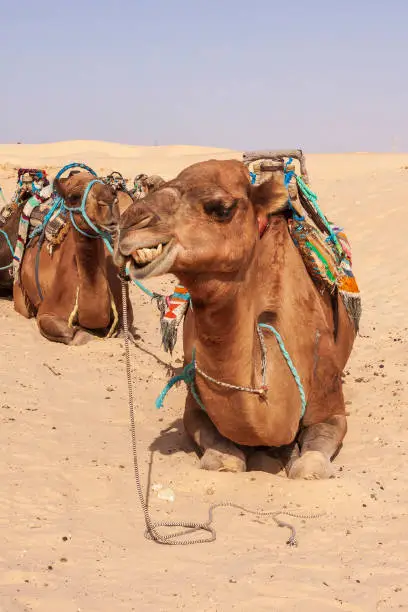 Photo of Camels resting in the desert on the sand in Tunisia