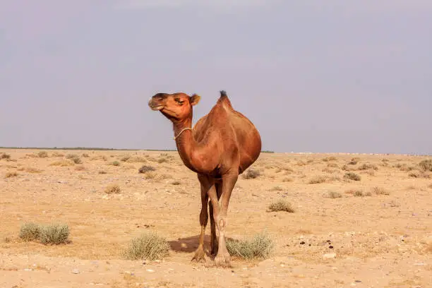 Photo of Camels resting in the desert on the sand in Tunisia