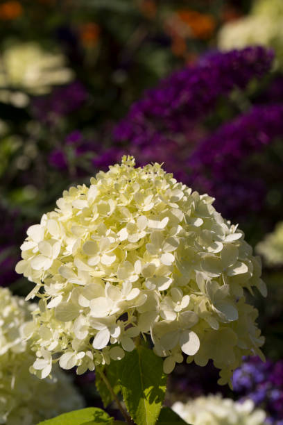 istock White hydrangea flower bloom in the garden 1313522835