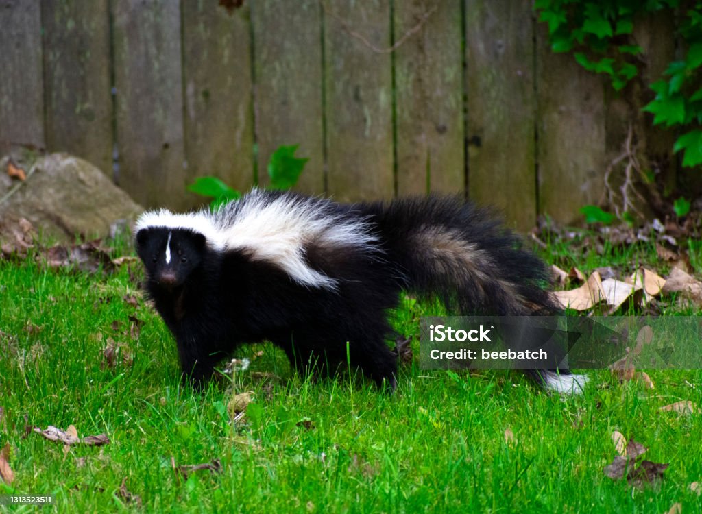 Симпатичный Skunk на заднем дворе - Стоковые фото Скунс роялти-фри