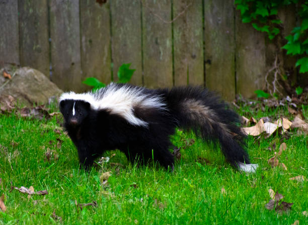 симпатичный skunk на заднем дворе - skunk стоковые фото и изображения