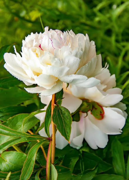 istock White peony in water drops after rain. 1313523812