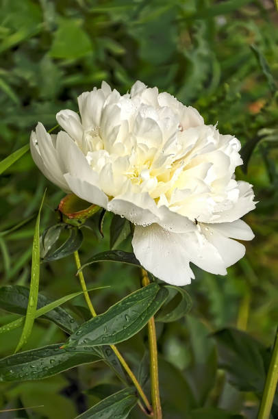 istock White peony in water drops after rain. 1313523870