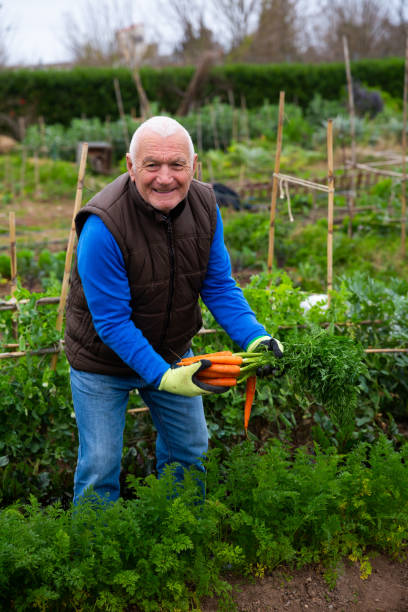 istock Aged gardener harvesting carrots 1313523999