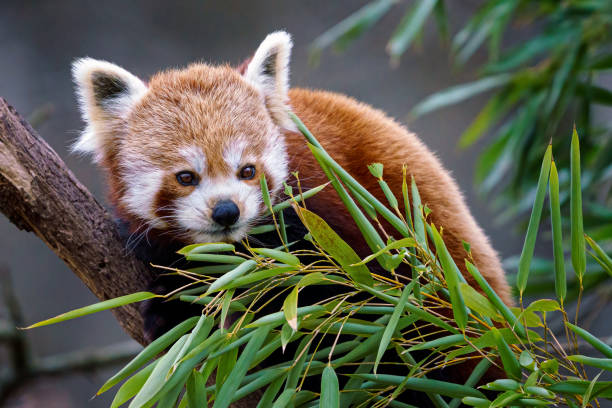 istock Red panda (Ailurus fulgens) on the tree. Cute red panda bear eats bamboo. 1313524763