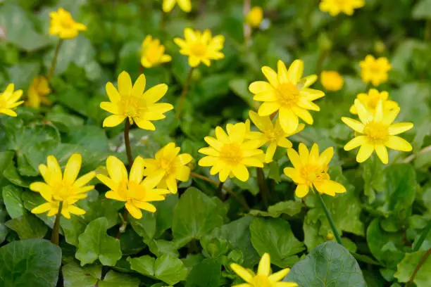 Bright yellow flowers of Ficaria verna against a background of green leaves in early spring.