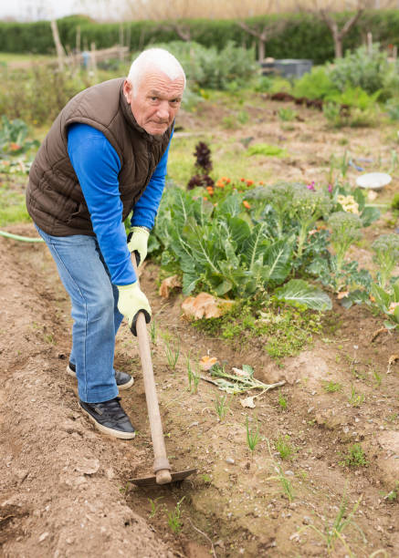 istock Senior man  gardener with mattock working in garden 1313524827