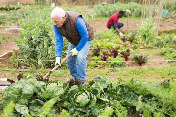 istock Farmer spreads hoe garden beds 1313524835