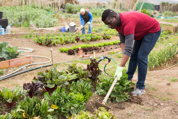 istock African American working with hoe in kitchen garden 1313524839