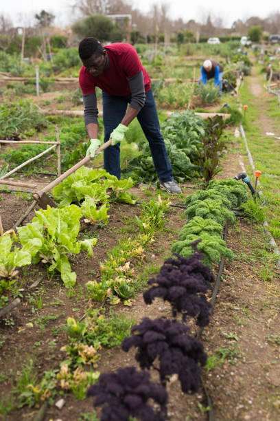 istock African american man with mattock working  in garden 1313524866