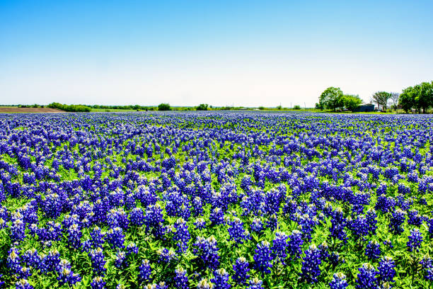 istock Field of Blue 1313526067