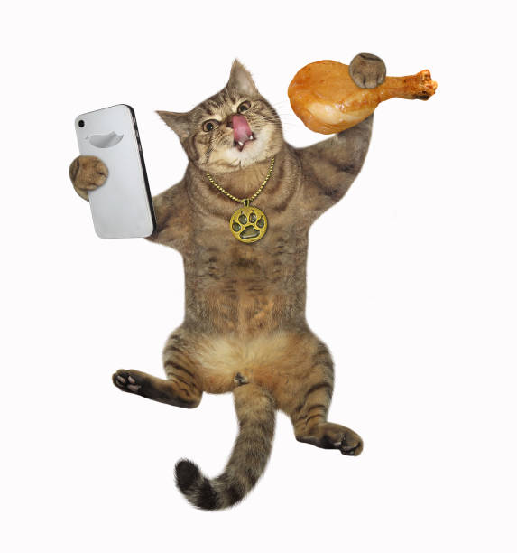 istock Cat takes selfie with fried chicken leg 1313526676