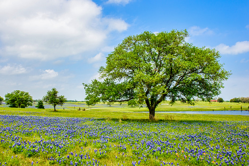 A tree stands out among the Bluebonnets. Brenham, Texas.