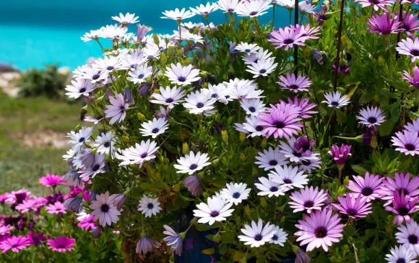 Red, purple and pink african daisies (osteospermum) with the blue water of a swimming pool at the background
