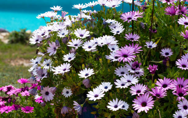 margaridas africanas vermelhas, roxas e rosas (osteospermum) com piscina ao fundo - gerbera daisy stem flower head pink - fotografias e filmes do acervo