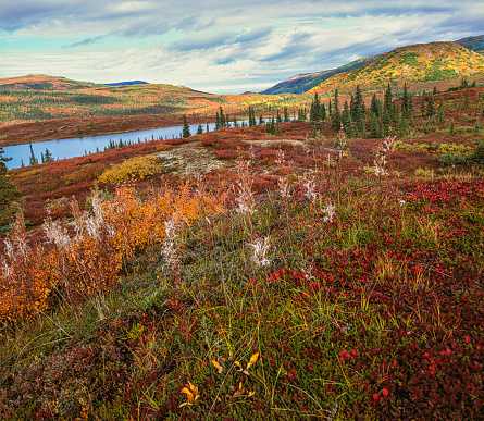 In the autumn, the tundra in Alaska turns color
