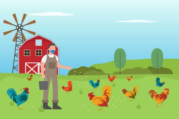illustrations, cliparts, dessins animés et icônes de jeune homme alimentant des poulets dans la ferme - éleveur