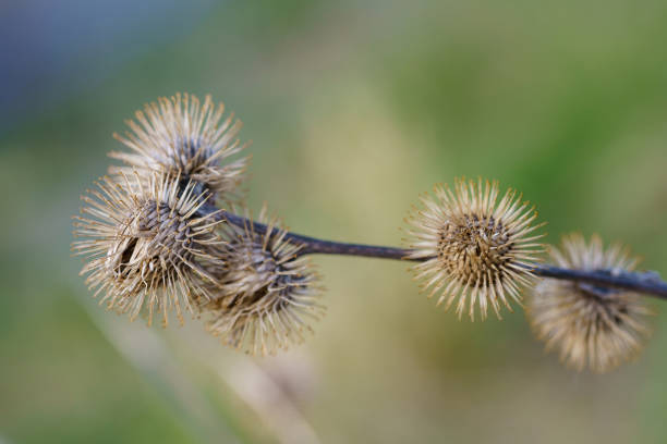 A close-up view of dried, spiky seed heads clustered on thin stems against a softly blurred natural background. The muted brown tones and intricate textures evoke a quiet, late-season atmosphere. The image highlights the subtle beauty of wild plants in their dormant stage.