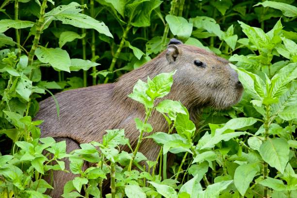 Side on portrait of Capybara (Hydrochoerus hydrochaeris) hiding in green jungle Pampas del Yacuma, Bolivia. stock photo