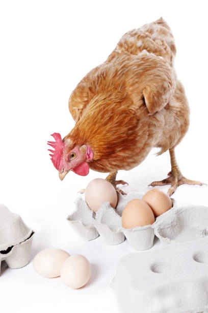 istock Red-haired hen on white background with cardboard egg wrappers 1313533889