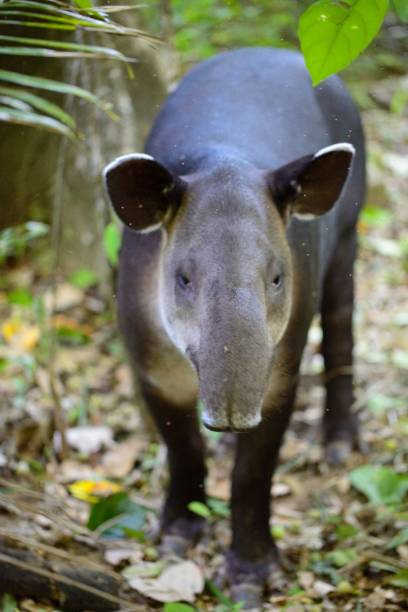 Closeup portrait of wild Baird's Tapir (Tapirus bairdii) walking in Corcovado National Park, Panama. stock photo