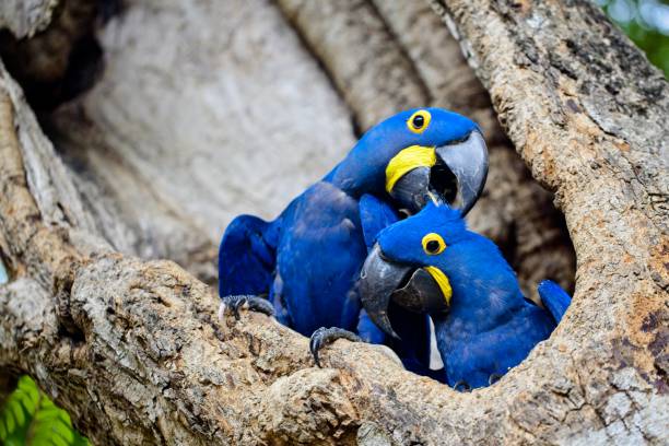 Closeup of two blue Hyacinth macaws (Anodorhynchus hyacinthinus) nesting in tree hollow in Transpantaneira, Pantanal, Brazil. stock photo