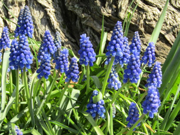 Bright Springtime Blue Grape Hyacinth Flowerbed Blooming Close Up 2021 Spring blue flower Grape Hyacinth Muscari armeniacum grape hyacinth stock pictures, royalty-free photos & images