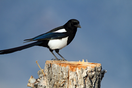 Black Billed Magpie (Pica pica) on a stump.