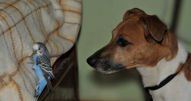 dog playing with blue budgerigar at home. Humor