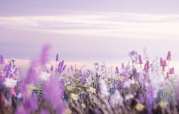 Wild Flowers In A Meadow Blowing In The Wind