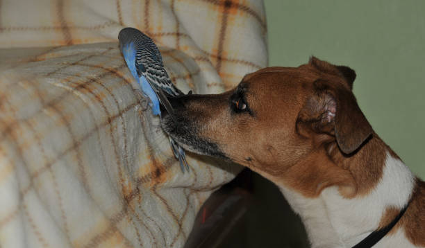 istock dog playing with blue budgerigar at home. Humor 1313535925