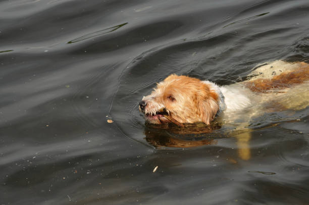 dog swimming in the sea