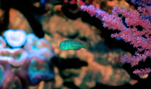 istock Green Clown Coral Goby - Gobiodon histrio 1313537173