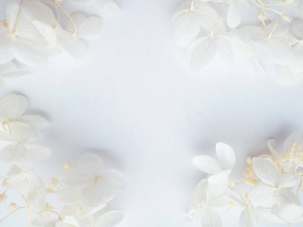 istock Flowers composition. Frame made of white flowers hydrangea on white background. 1313538690