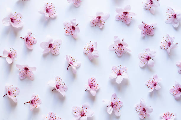 Sakura Sakura flowers pattern as background flowering plum stock pictures, royalty-free photos & images