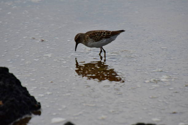 istock BIRDS IN A LAGOON 1313541658