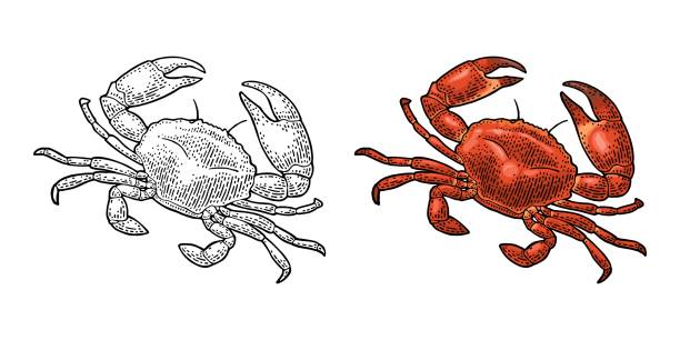краб изолирован на белом. векторная черная винтажная гравюра - crab stock illustrations
