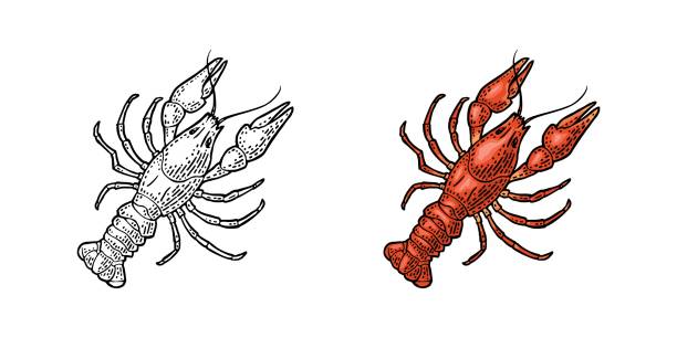 Lobster isolated on white background. Vector color vintage engraving Lobster isolated on white background. Vector color and monochrome vintage engraving illustration for menu, web and label. Hand drawn in a graphic style. crayfish animal stock illustrations