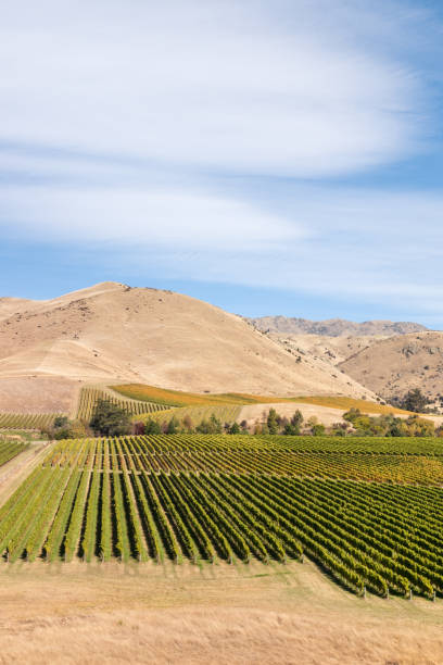 vista aerea del paesaggio dei vigneti autunnali a wither hills nella regione di marlborough in nuova zelanda - marlborough region zealand new new zealand foto e immagini stock