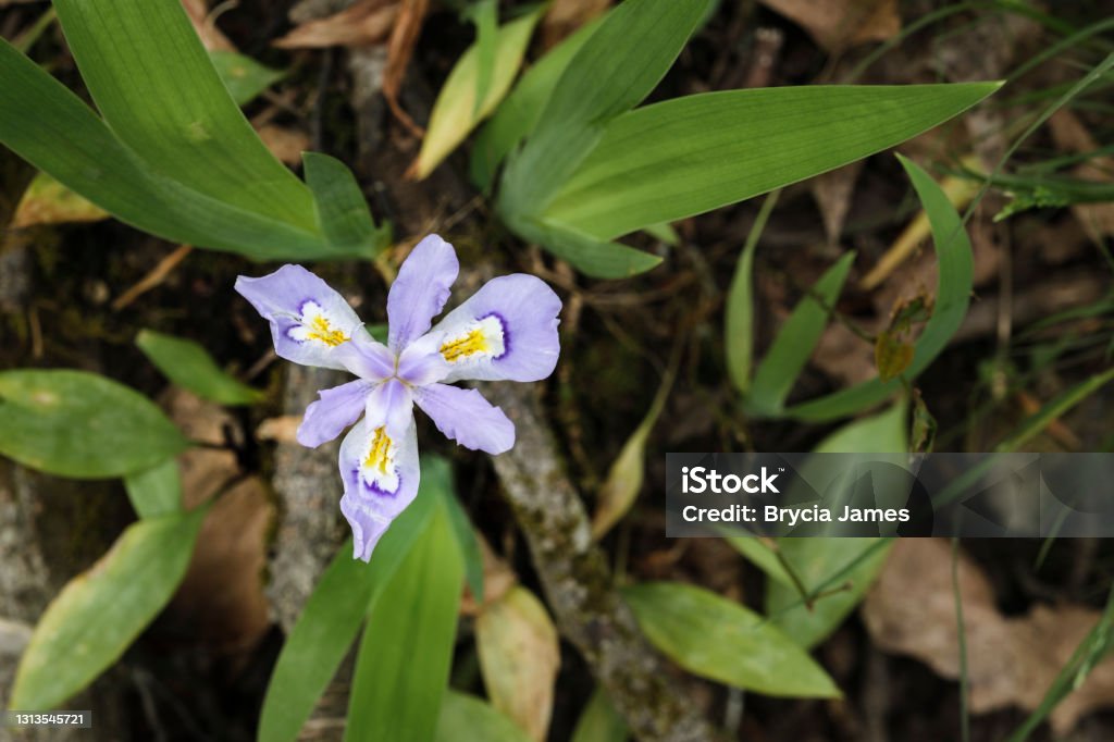 Iris Salvaje En El Bosque Foto de stock y más banco de imágenes de Aire  libre - Aire libre, Cabeza de flor, Color - Tipo de imagen - iStock