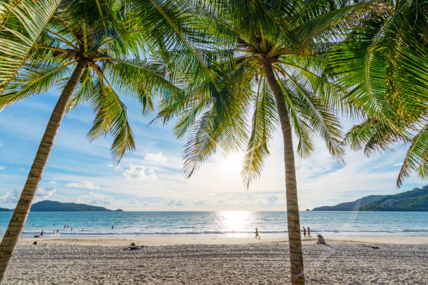 sommerhintergrund grüne blätter mit palmenreihe und tropischem sandstrand am patong beach thailand am 18.april 2021 - strand patong stock-fotos und bilder