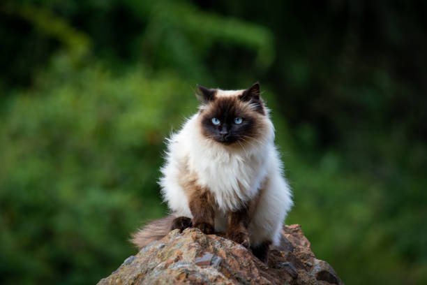 istock Himalayan Siamese cat with  blue eyes 1313549881