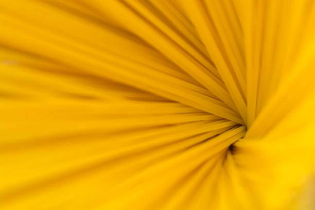 istock Abstract background from raw pasta. Italian spaghetti made from durum flour. 1313554275