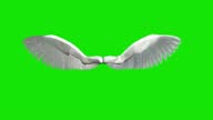 istock Angel Wings Medium High Speed Flapping Loopable 1313555029