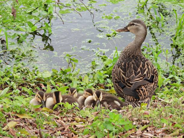 istock Mottled Duck (Anas fulvigula) female and ducklings resting in the grass 1313556090