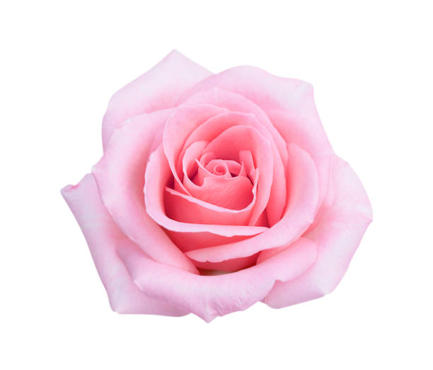 istock Pink rose flower isolated on white background, soft focus and clipping path. 1313557438
