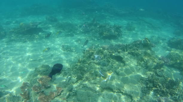 istock Beautiful sea in Tioman island 1313558763
