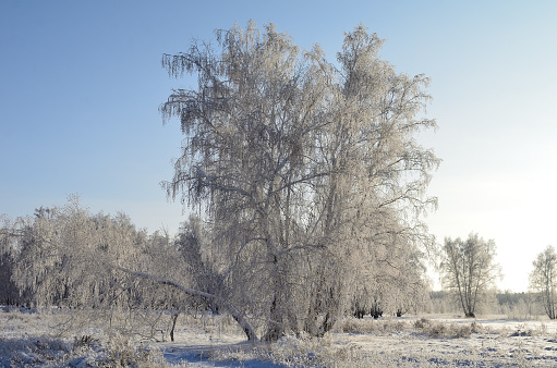 Willow tree covered by white snow in S.KOREA at winter season