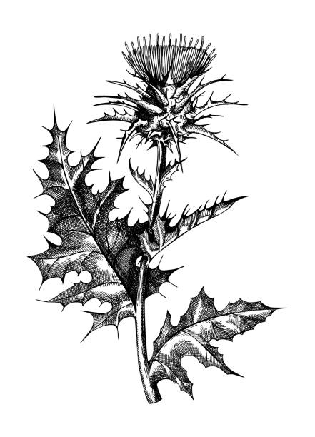 Vector Milk thistle illustration. Milk thistle hand-sketched illustration. Traditional medicinal plant in vintage style. Botanical thistle drawing for herbal tea ingredients, cosmetology, and medicine. Summer wild flower sketch. thistle stock illustrations