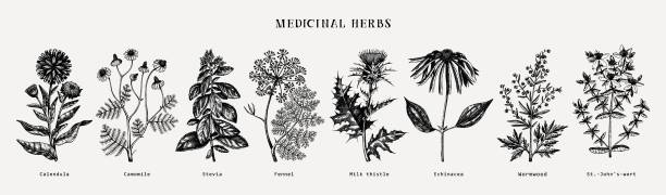 коллекция лекарственных трав. - chamomile chamomile plant tea herbal medicine stock illustrations